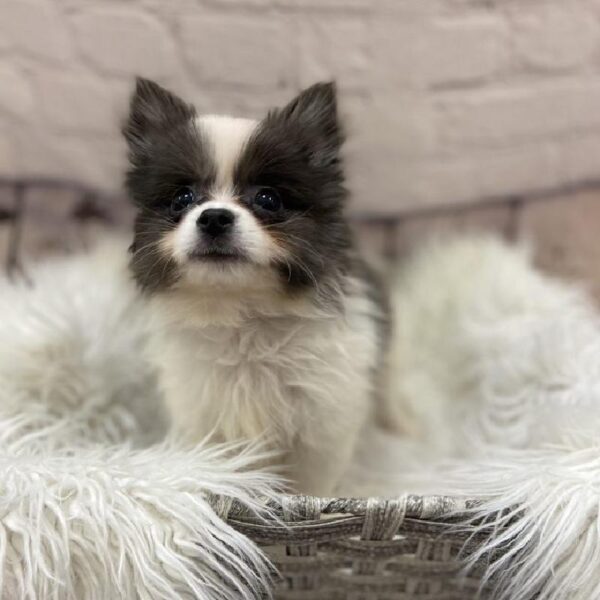 Pomeranian-DOG-Male-Blue Merle-9404-Petland Monroeville, PA