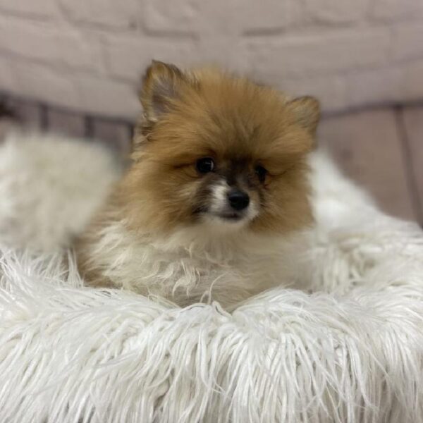Pomeranian-DOG-Male-Orange Sable-9402-Petland Monroeville, PA