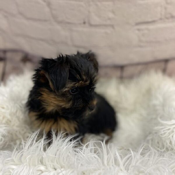 Yorkie-DOG-Male-Black / Tan-9406-Petland Monroeville, PA