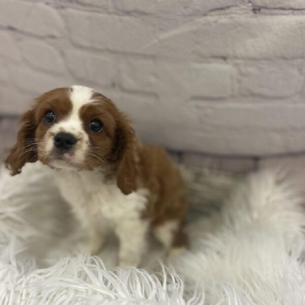 Cavalier King Charles Spaniel-DOG-Male-Blenheim-9413-Petland Monroeville, PA