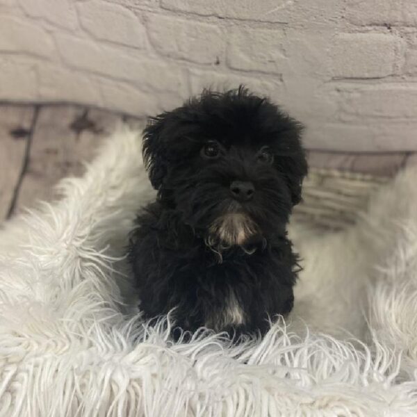 Havanese-DOG-Female-Black-9415-Petland Monroeville, PA