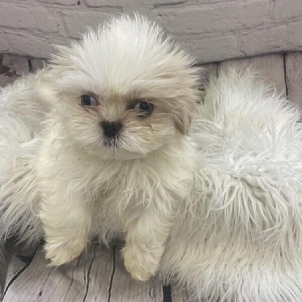 Shih Tzu-DOG-Female-White-9416-Petland Monroeville, PA