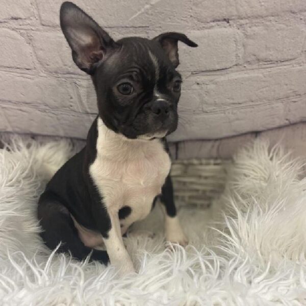 Boston Terrier-DOG-Female-Black and White-9417-Petland Monroeville, PA