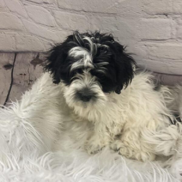 Teddy Bear-DOG-Female-Black and White-9418-Petland Monroeville, PA