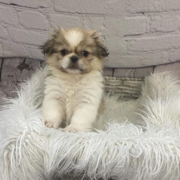 Pekingese-DOG-Female-Light Red-9420-Petland Monroeville, PA