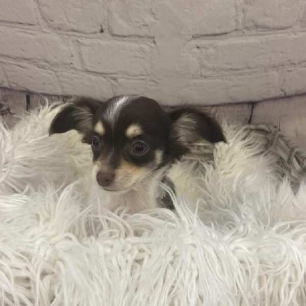 Chihuahua-DOG-Male-Chocolate / Tan-9429-Petland Monroeville, PA