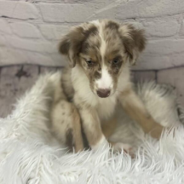 Australian Shepherd-DOG-Female-Red Merle-9430-Petland Monroeville, PA