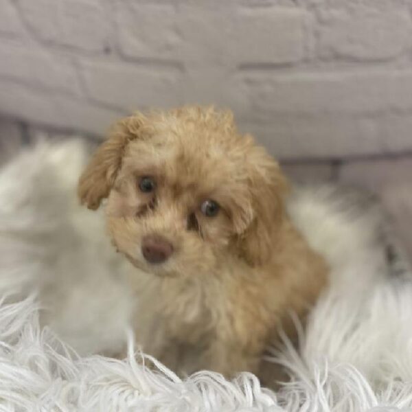 Cock A Poo 2nd Gen-DOG-Female-Red-9431-Petland Monroeville, PA