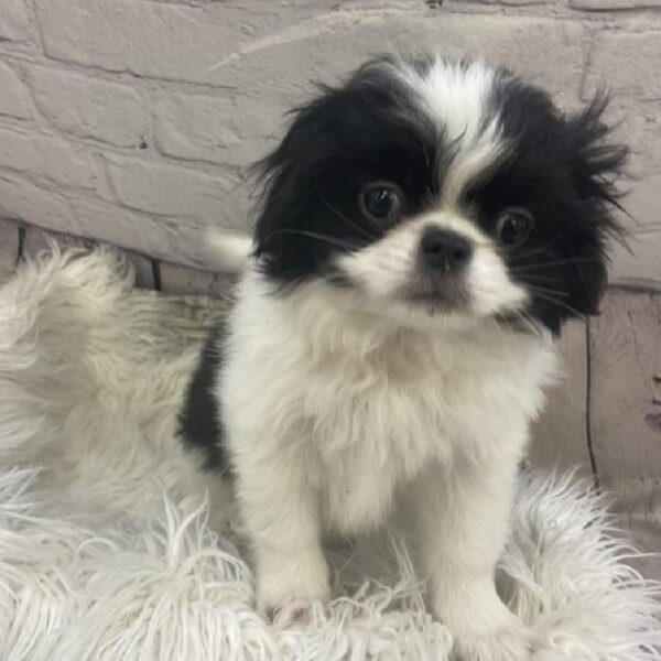 Japanese Chin-DOG-Male-Black / White-9432-Petland Monroeville, PA