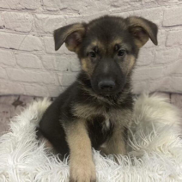 German Shepherd-DOG-Male-Black and Tan-9414-Petland Monroeville, PA