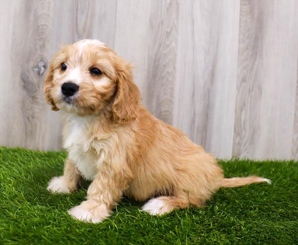 Cavachon-DOG-Male-Apricot-9441-Petland Monroeville, PA