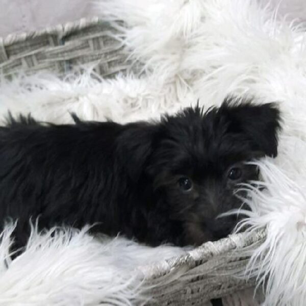 Yorkie-Poo-DOG-Female-Black-9439-Petland Monroeville, PA