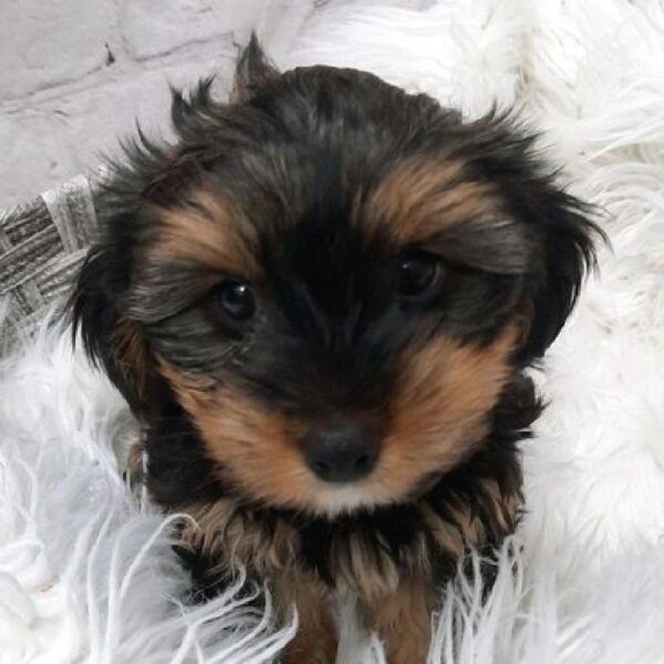 Yorkie-DOG-Male-Black / Tan-9440-Petland Monroeville, PA