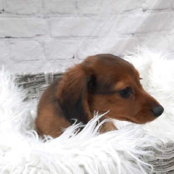 Dachshund-DOG-Male-Wild Boar-9443-Petland Monroeville, PA