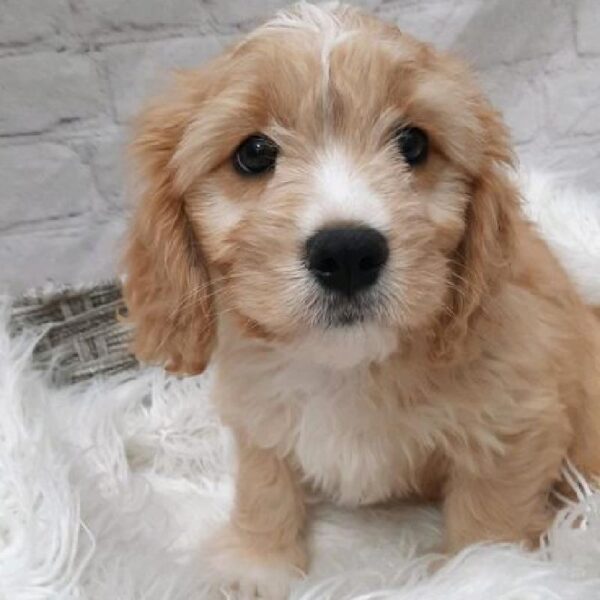 Miniature Goldendoodle-DOG-Female-Golden-9442-Petland Monroeville, PA