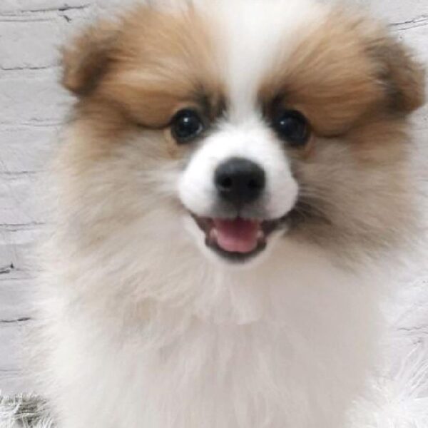 Pomeranian-DOG-Female-Red-9444-Petland Monroeville, PA