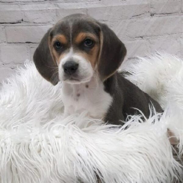 Beagle-DOG-Female-Blue White / Tan-9445-Petland Monroeville, PA