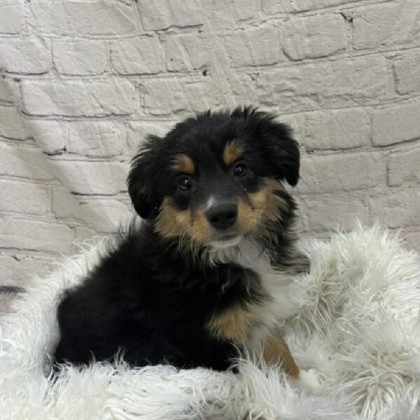 Miniature Australian Shepherd-DOG-Female-Black White and Brown-9468-Petland Monroeville, PA