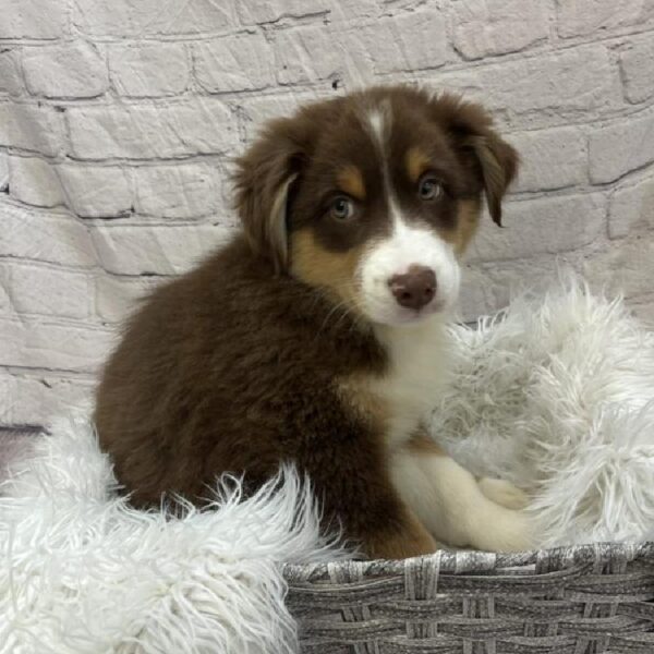 Australian Shepherd-DOG-Male-Red-9467-Petland Monroeville, PA