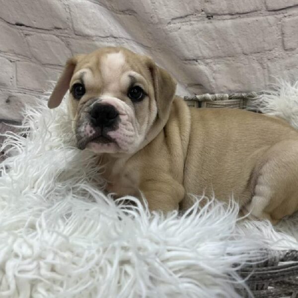 Victorian Bulldog-DOG-Male-Fawn and White-9466-Petland Monroeville, PA