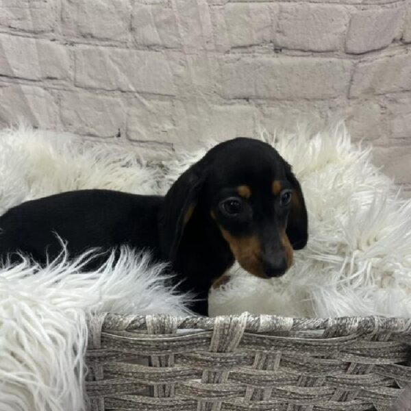Dachshund-DOG-Male-Black and Tan-9470-Petland Monroeville, PA