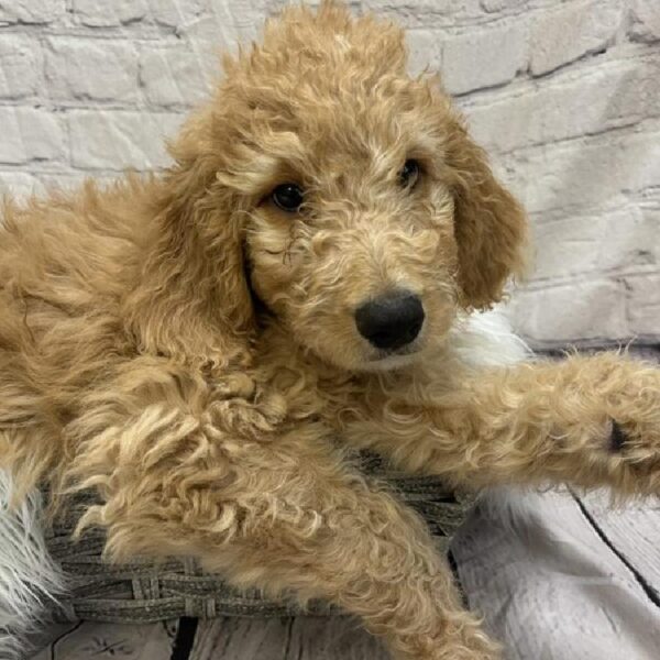 Goldendoodle 2nd Gen.-DOG-Female-Golden-9465-Petland Monroeville, PA