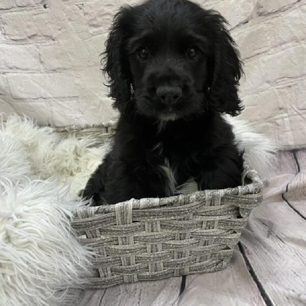 Cocker Spaniel-DOG-Female-Black-9464-Petland Monroeville, PA