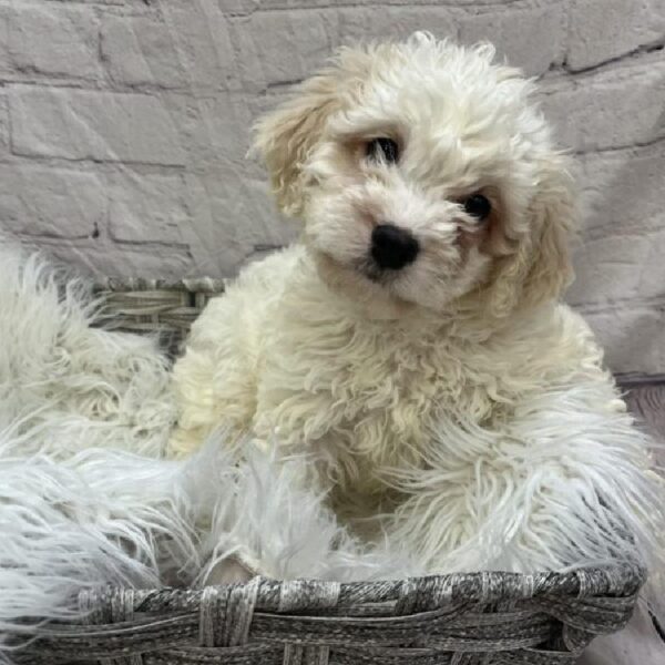 Cavachon-DOG-Male-White and Apricot-9456-Petland Monroeville, PA