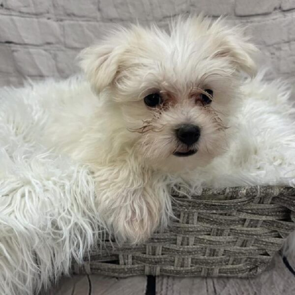 Havamalt-DOG-Male-White and Cream-9454-Petland Monroeville, PA