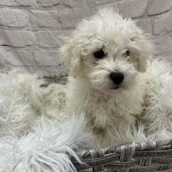 Bichon-DOG-Male-White-9455-Petland Monroeville, PA