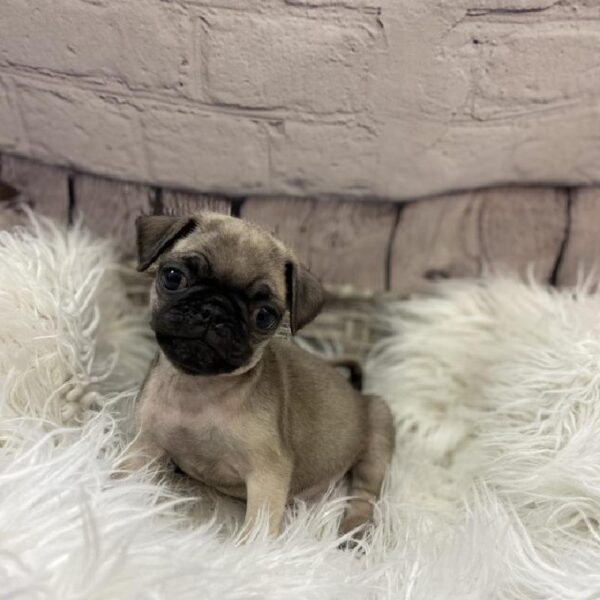 Pug-DOG-Male-Fawn-9474-Petland Monroeville, PA