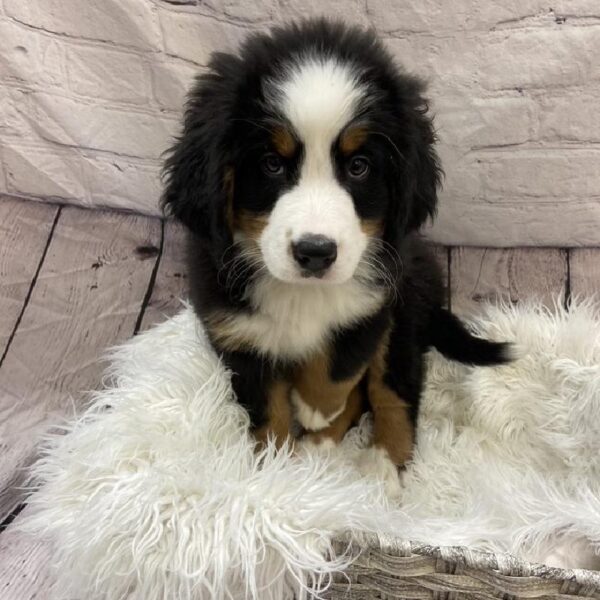 Bernese Mountain Dog-DOG-Male-Black Rust / White-9473-Petland Monroeville, PA