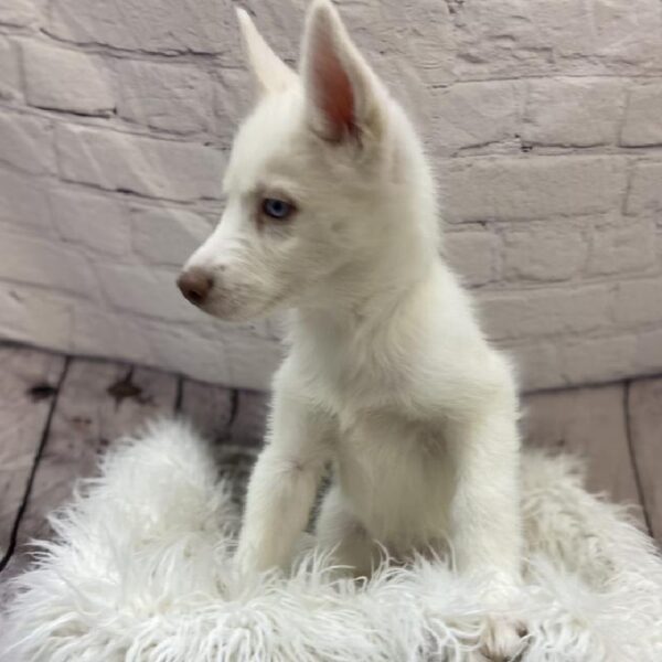 Siberian Husky-DOG-Female-White-9472-Petland Monroeville, PA