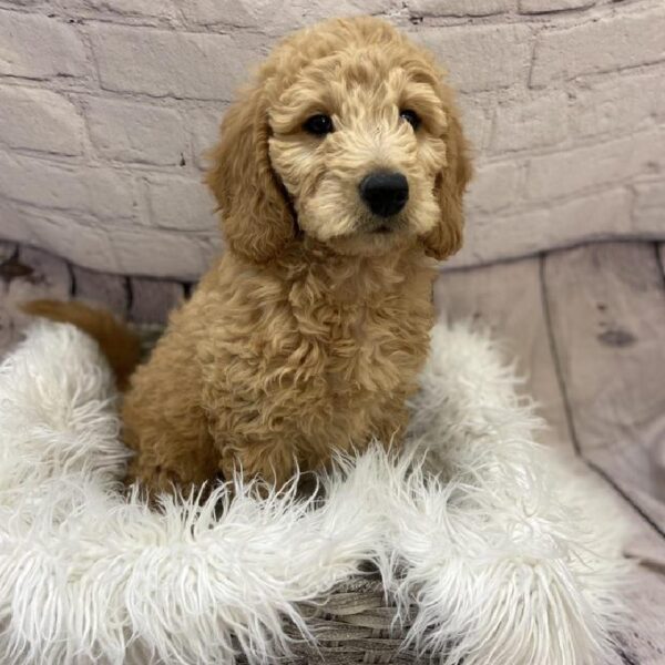 Goldendoodle-DOG-Male-Golden-9475-Petland Monroeville, PA