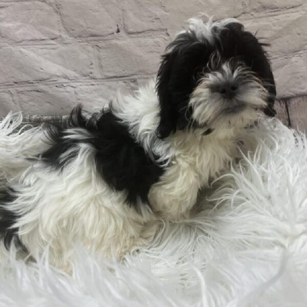 Teddy Bear-DOG-Female-Black and White-9483-Petland Monroeville, PA