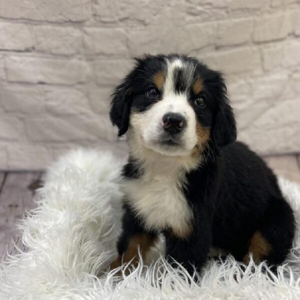 Bernese Mountain Dog-DOG-Female-TRICOLOR-9512-Petland Monroeville, PA
