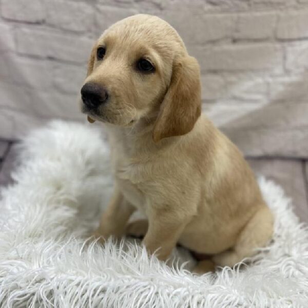 Golden Retriever/Labrador-DOG-Female-Cream-9509-Petland Monroeville, PA