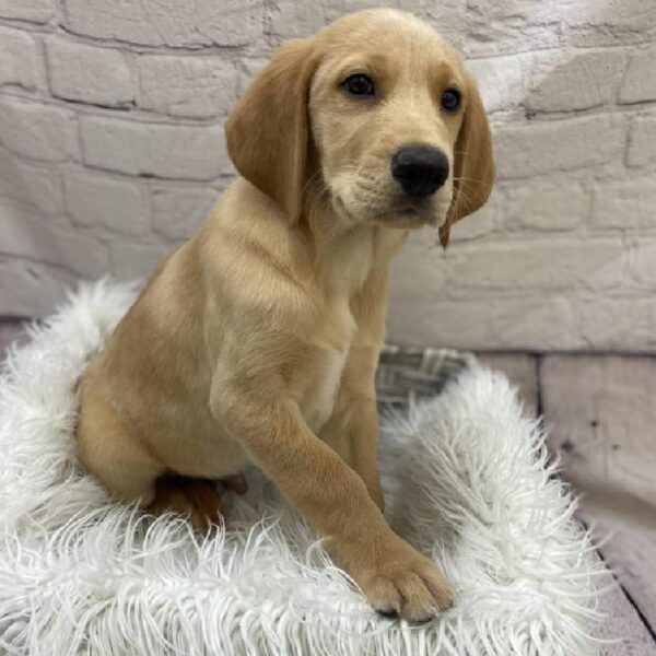 Golden Retriever/Labrador-DOG-Male-CREAM-9510-Petland Monroeville, PA