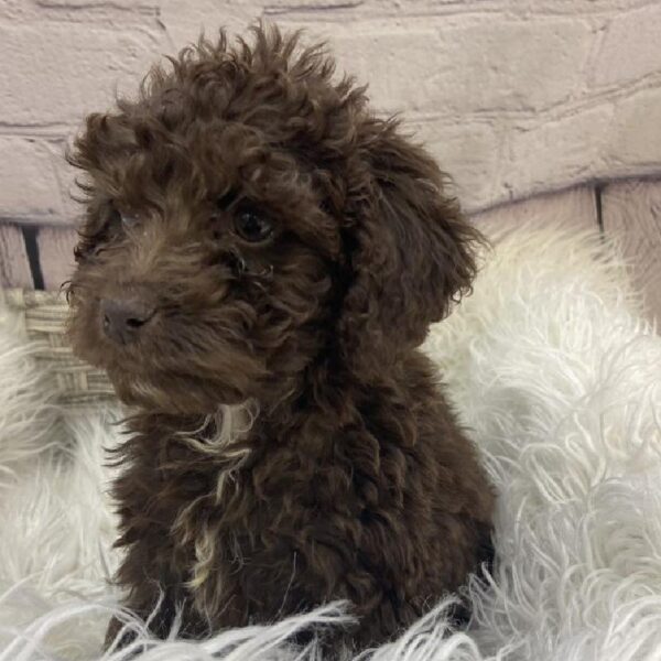 Cavapoo-DOG-Female-Chocolate-9498-Petland Monroeville, PA