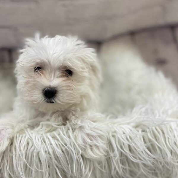 Maltese-DOG-Male-White-9497-Petland Monroeville, PA