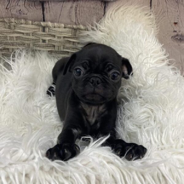 Pug-DOG-Male-Black-9496-Petland Monroeville, PA
