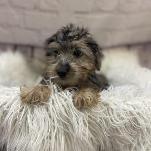Silky-Poo-DOG-Male-Blue Merle / Tan-9495-Petland Monroeville, PA