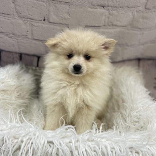 Pomimo-DOG-Female-Cream / White-9494-Petland Monroeville, PA