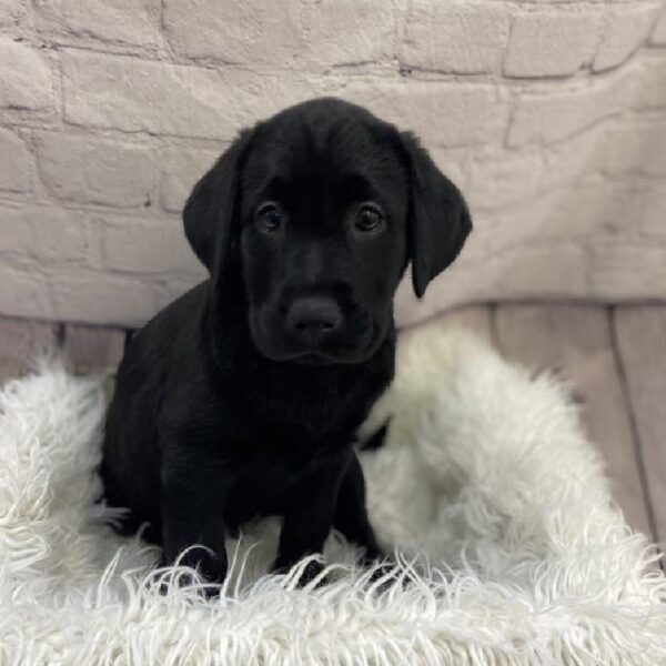 Labrador Retriever-DOG-Male-Black-9493-Petland Monroeville, PA