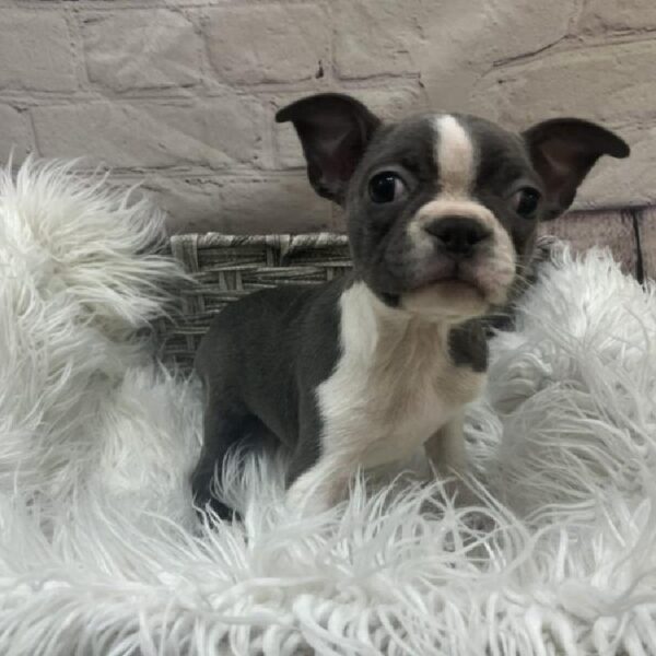 Boston Terrier-DOG-Female-Blue and White-9486-Petland Monroeville, PA