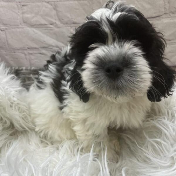 Teddy Bear-DOG-Male-Black and White-9484-Petland Monroeville, PA