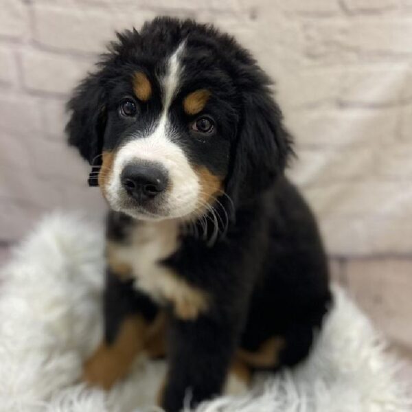 Bernese Mountain Dog-DOG-Male-TRICOLOR-9511-Petland Monroeville, PA