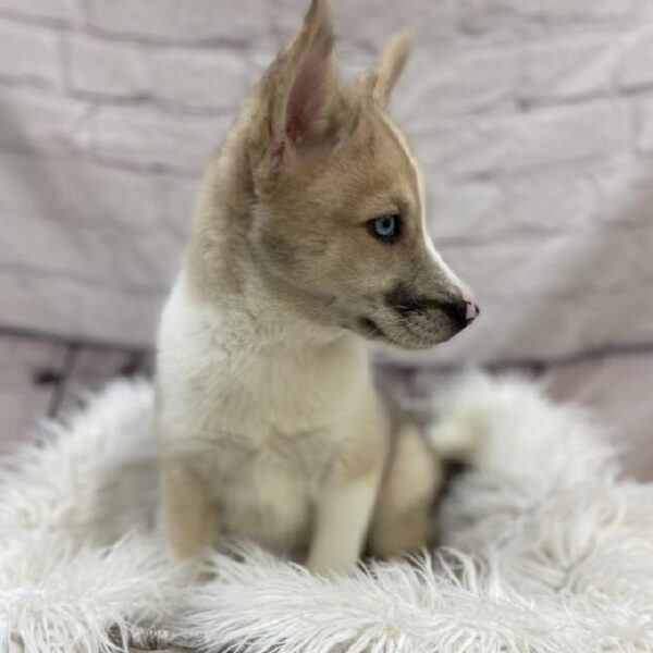Pomsky-DOG-Female-Biscuit-9517-Petland Monroeville, PA