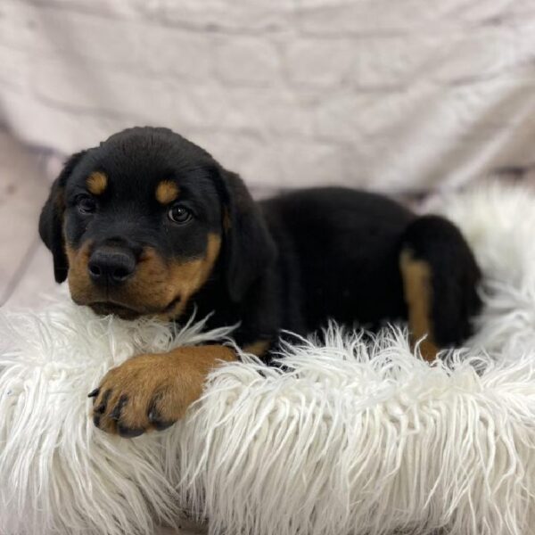 Rottweiler-DOG-Female-Black and Mahogany-9513-Petland Monroeville, PA