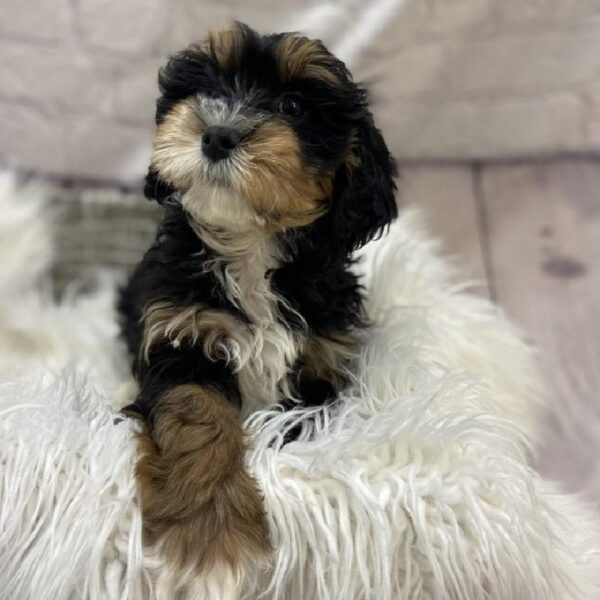 Lhasa-Poo-DOG-Male-Black / Tan-9531-Petland Monroeville, PA